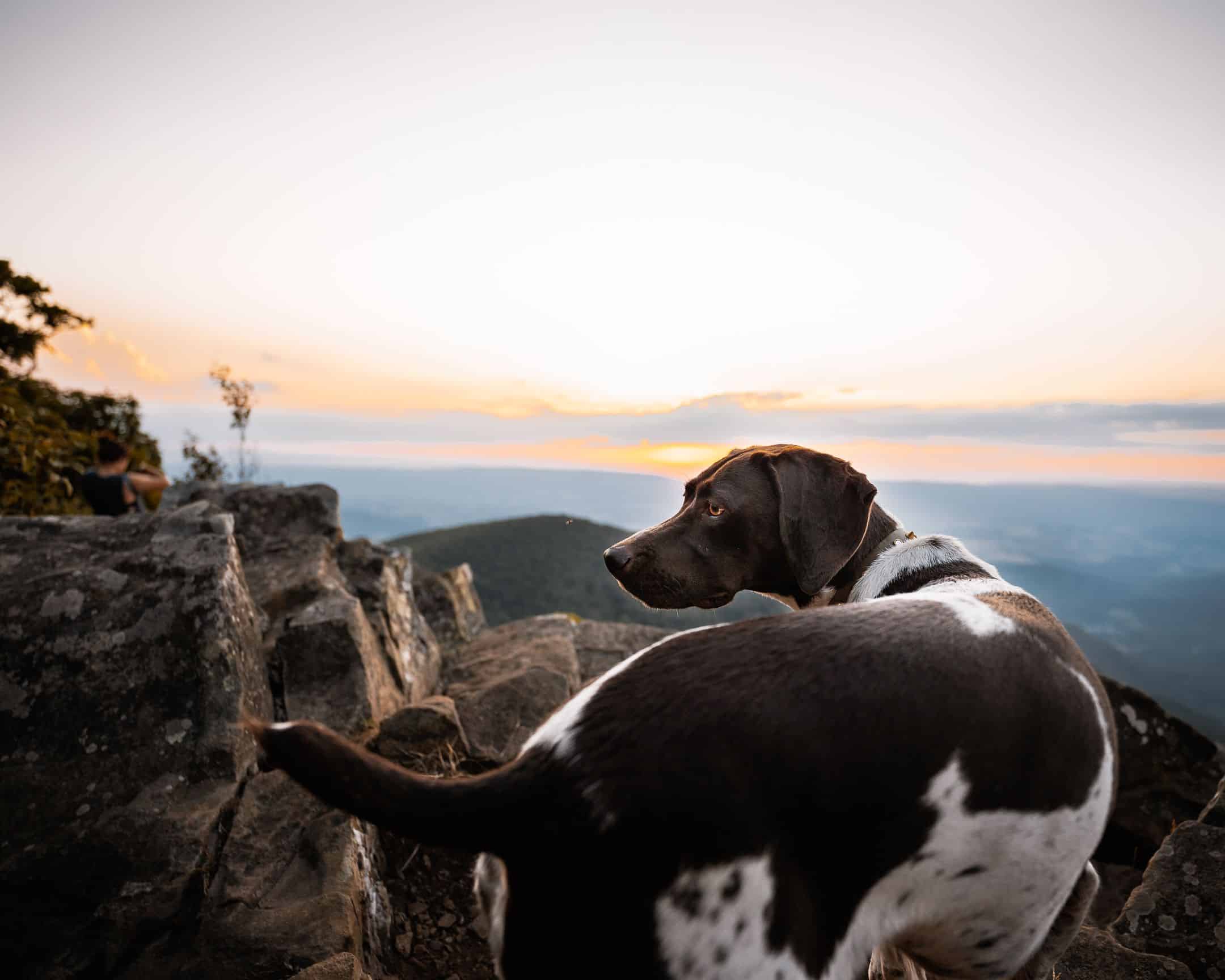 Day hiking with dogs