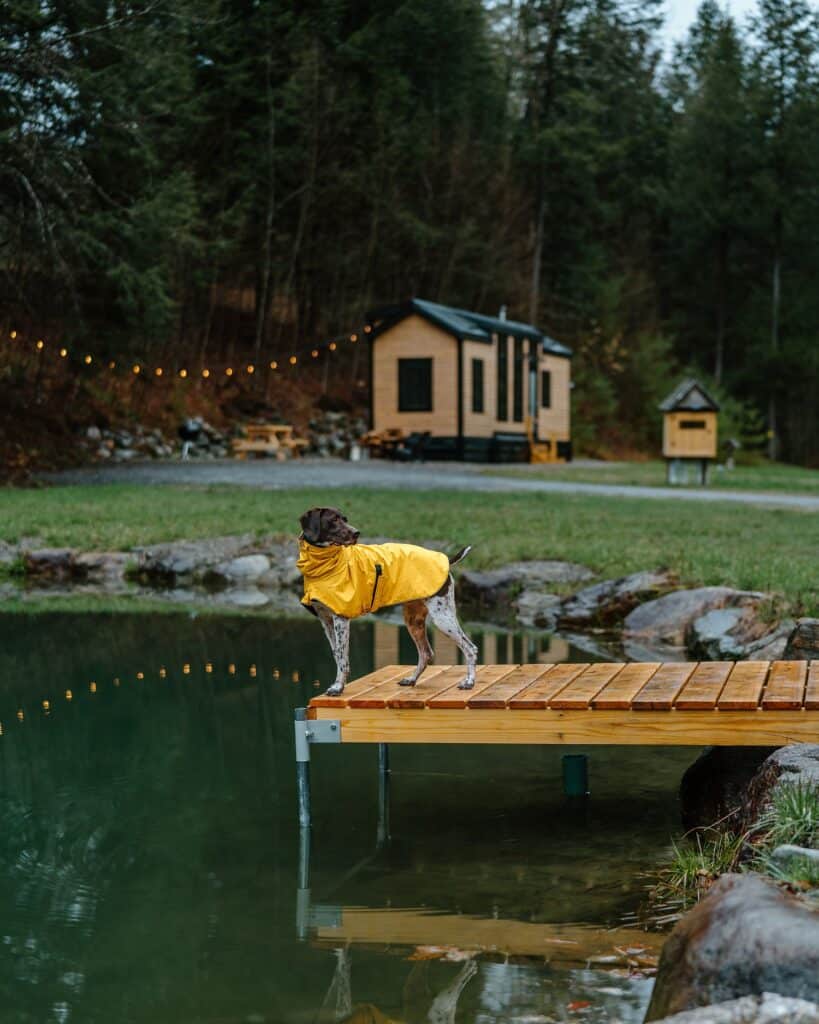 Dog standing on a deck at a Wildwood Collective Co stay