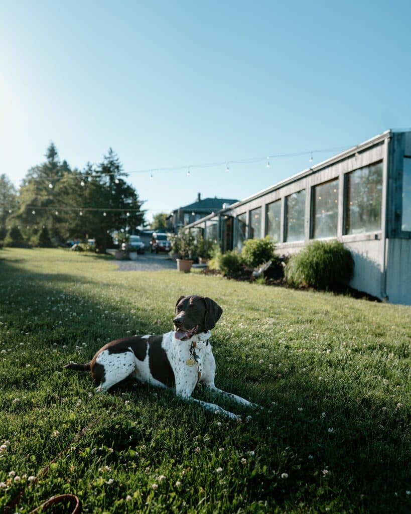 A dog sitting in the grass outside of The Arnold House in Sullivan County